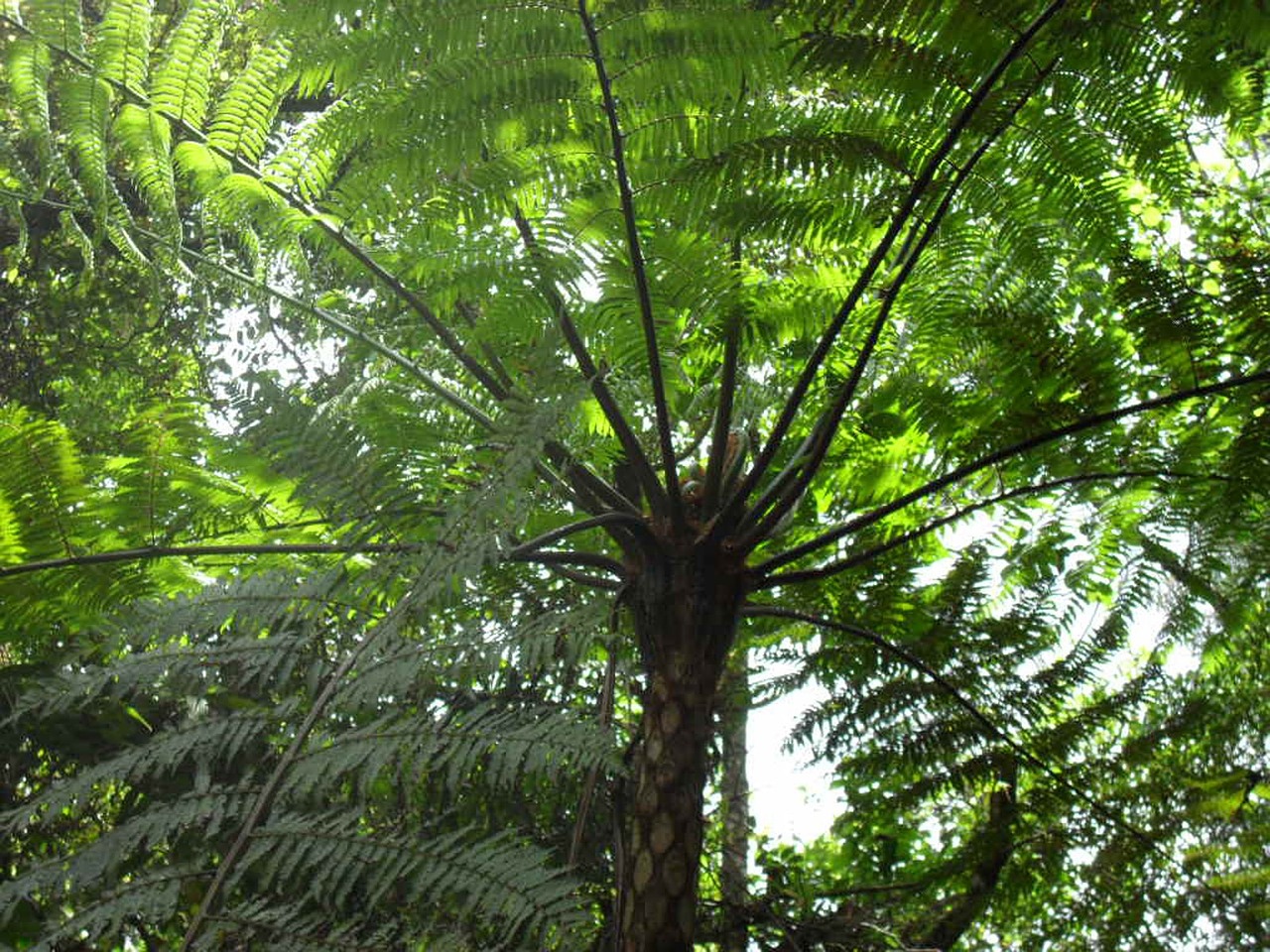 fern green plant free photo