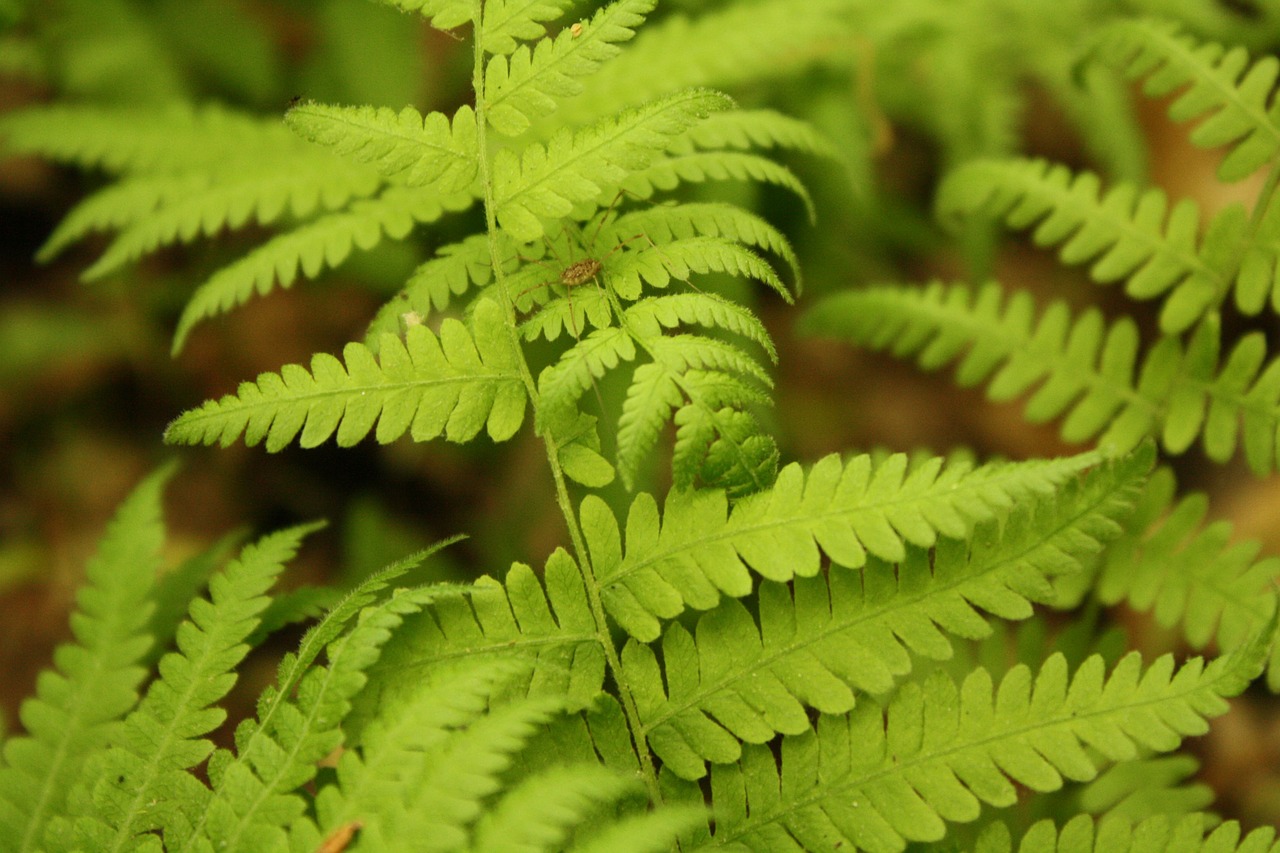 fern green bright green free photo