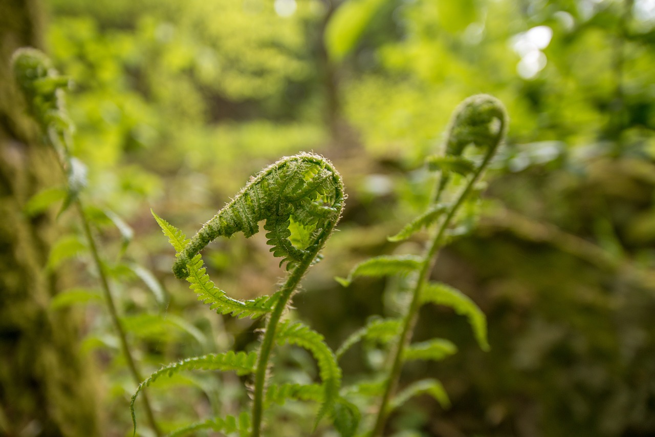 fern forest green free photo