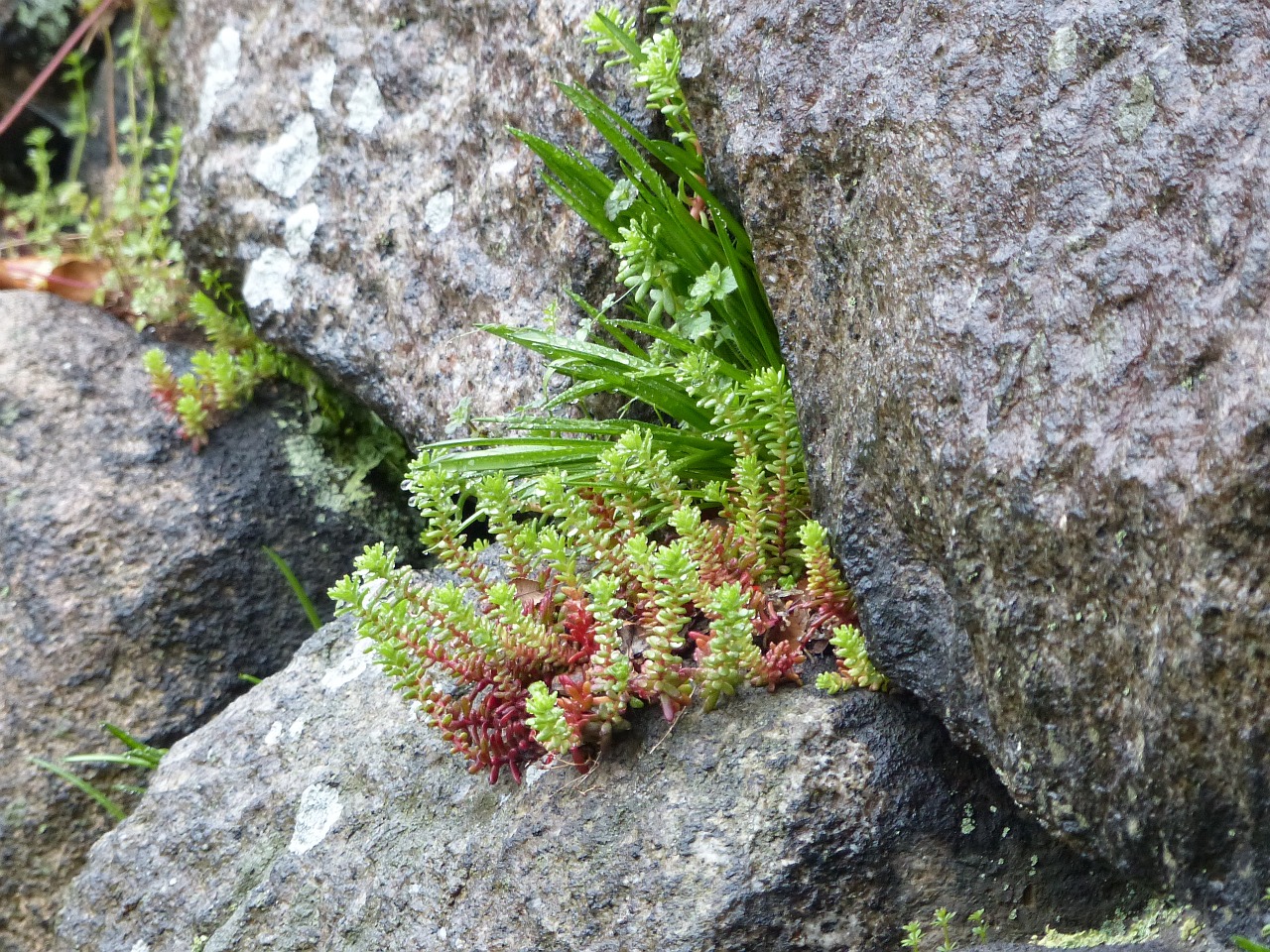 fern moss stone wall free photo