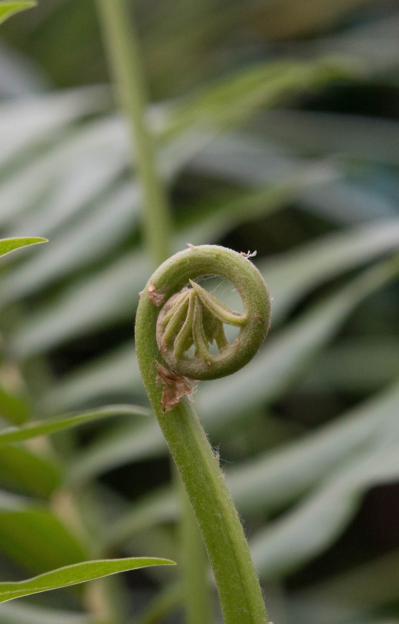 fern green spring free photo