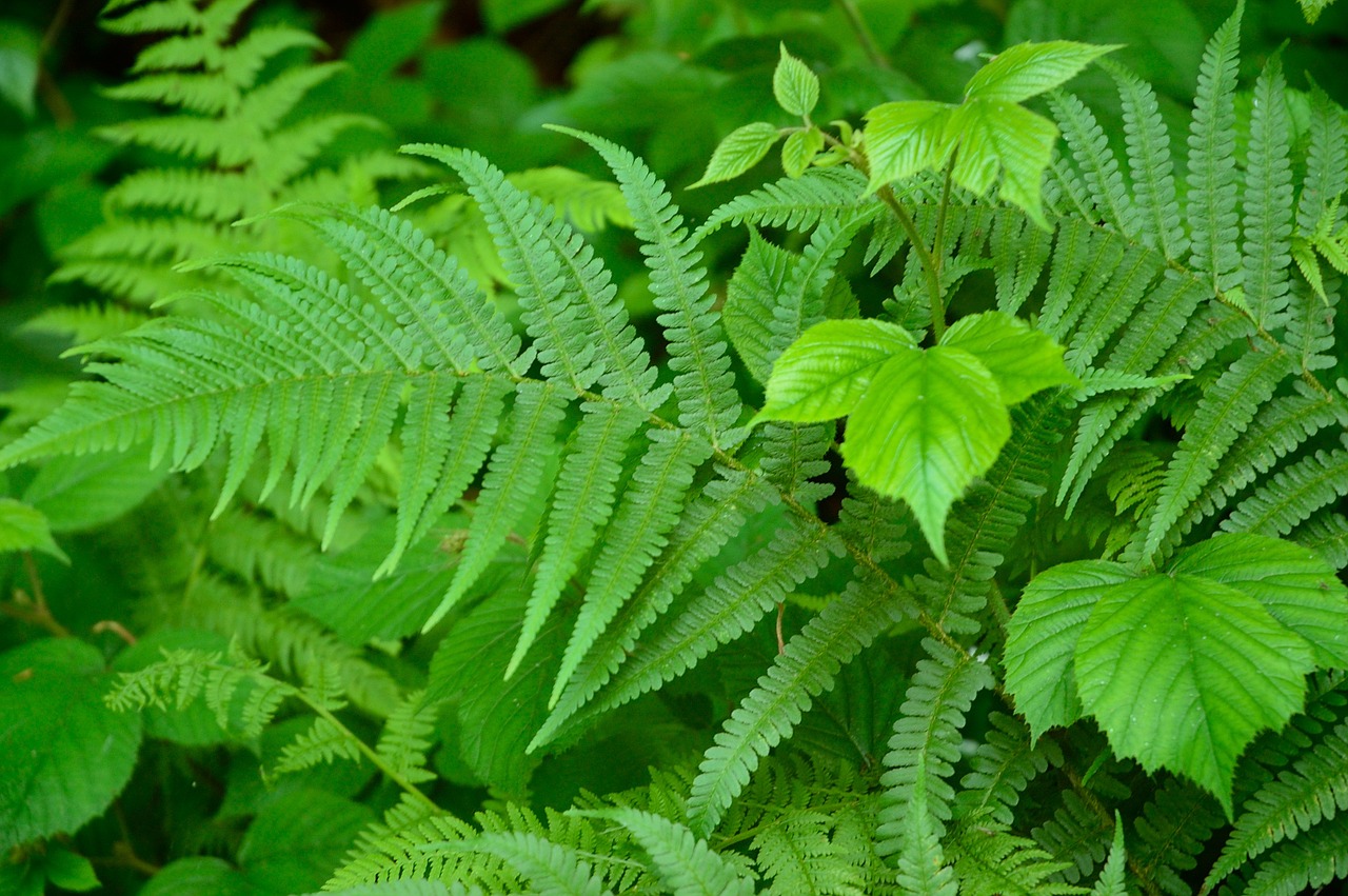 fern plant green free photo