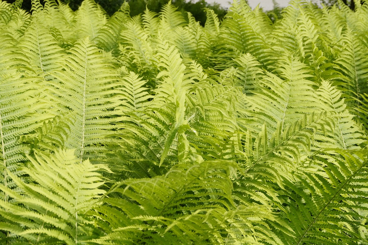 fern green leaves free photo