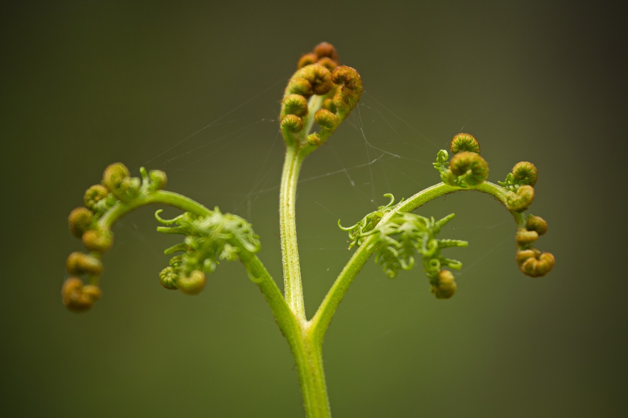 fern leaf roll free photo