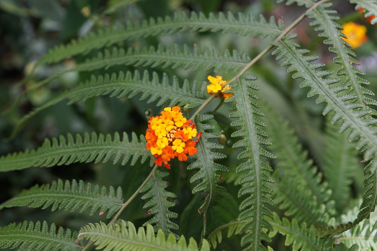 fern flower yellow free photo