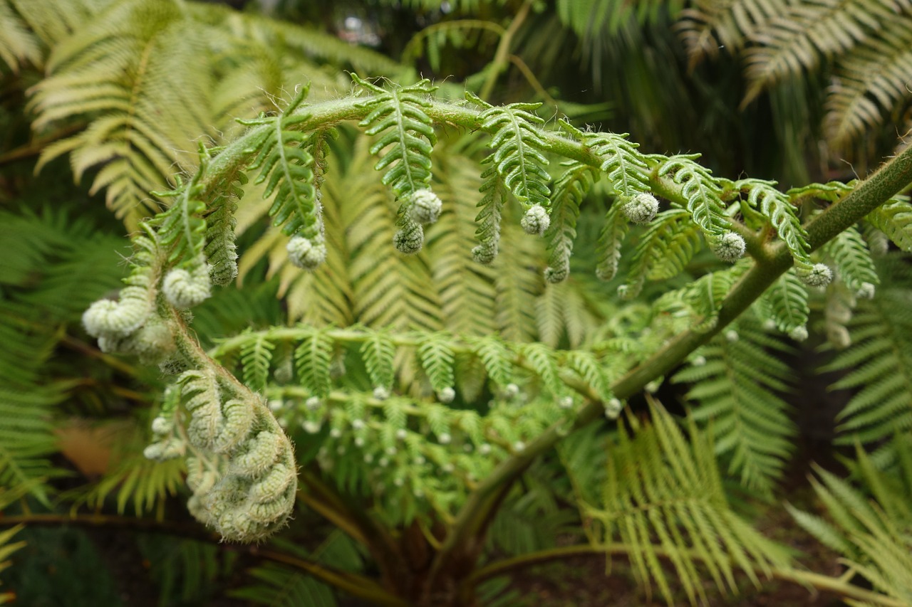 fern nature green free photo