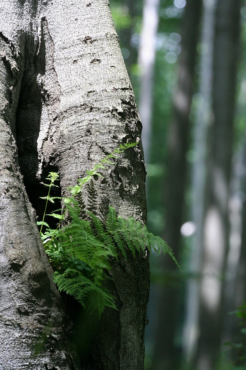 fern wood green free photo