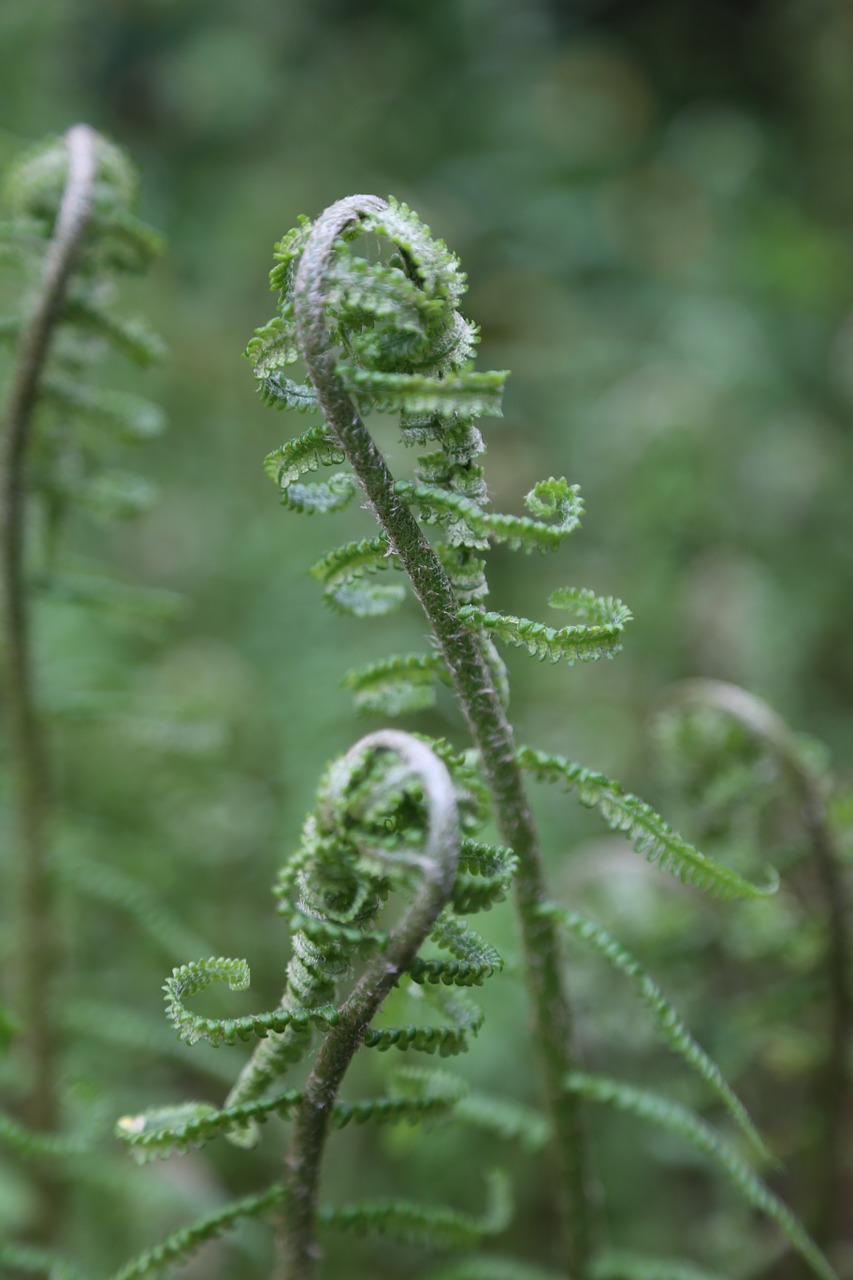 fern nature young leaves free photo