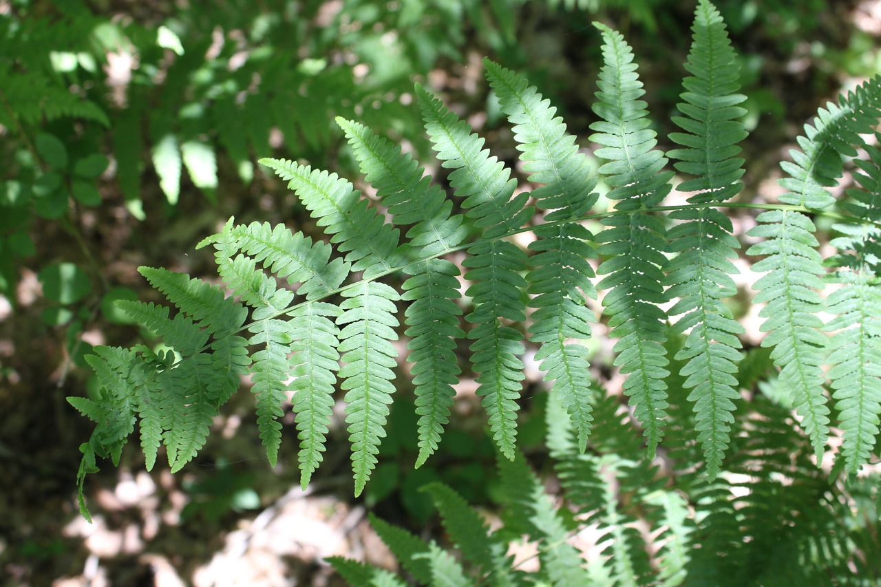 fern forest green free photo