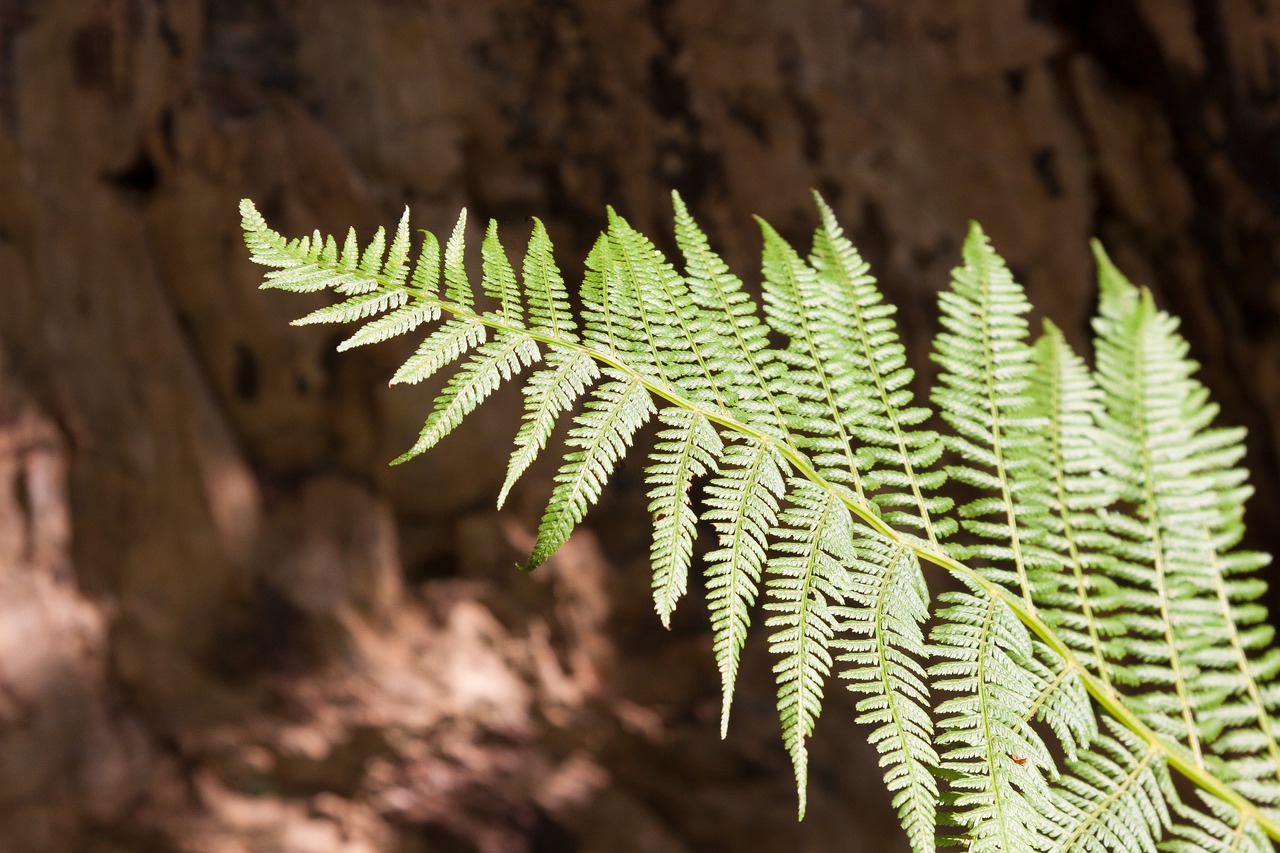 fern fiddlehead green free photo