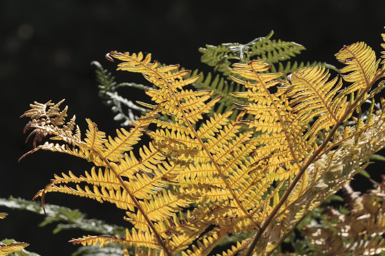 fern plant sun free photo