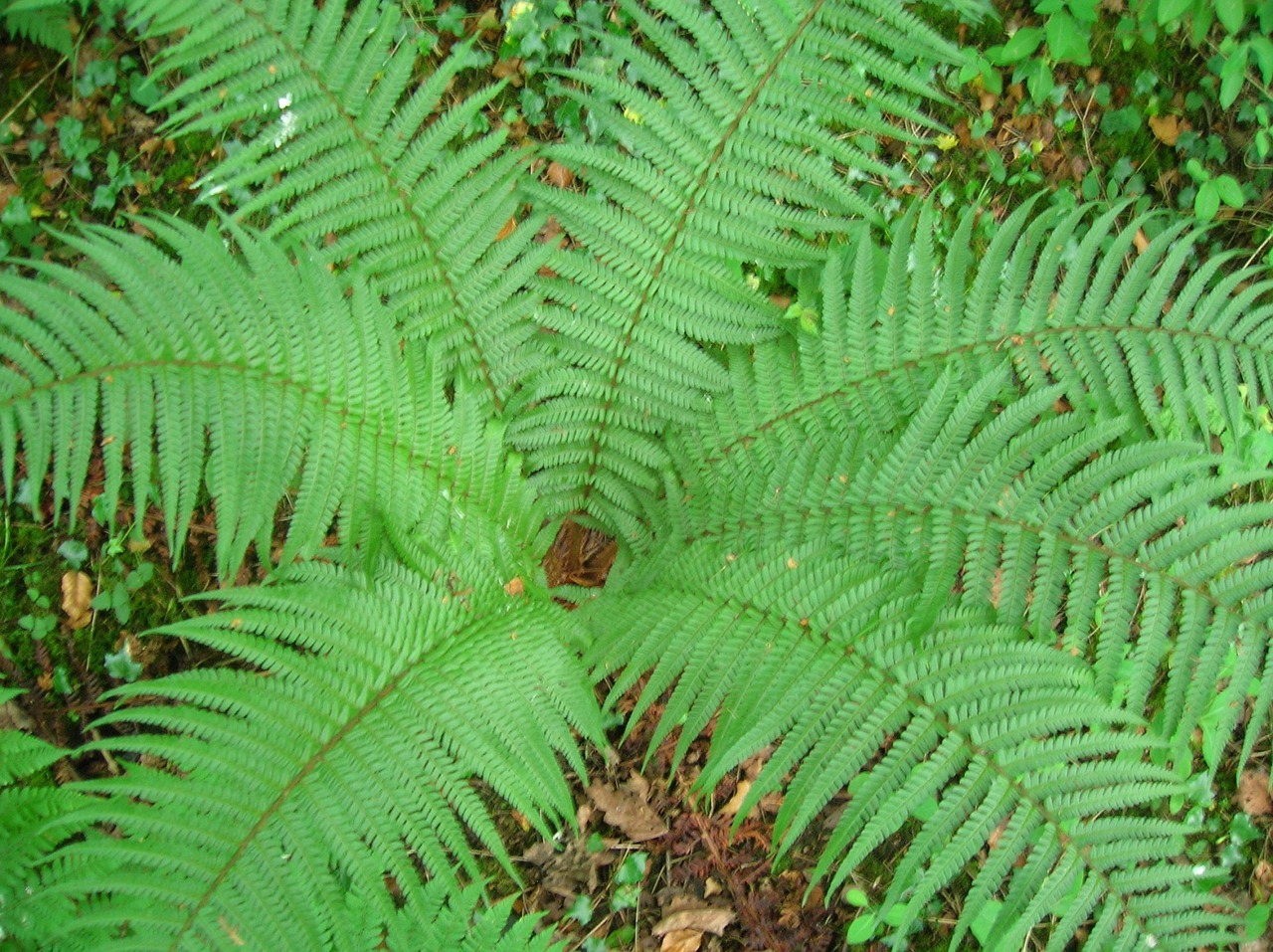 fern plant shuttlecock free photo