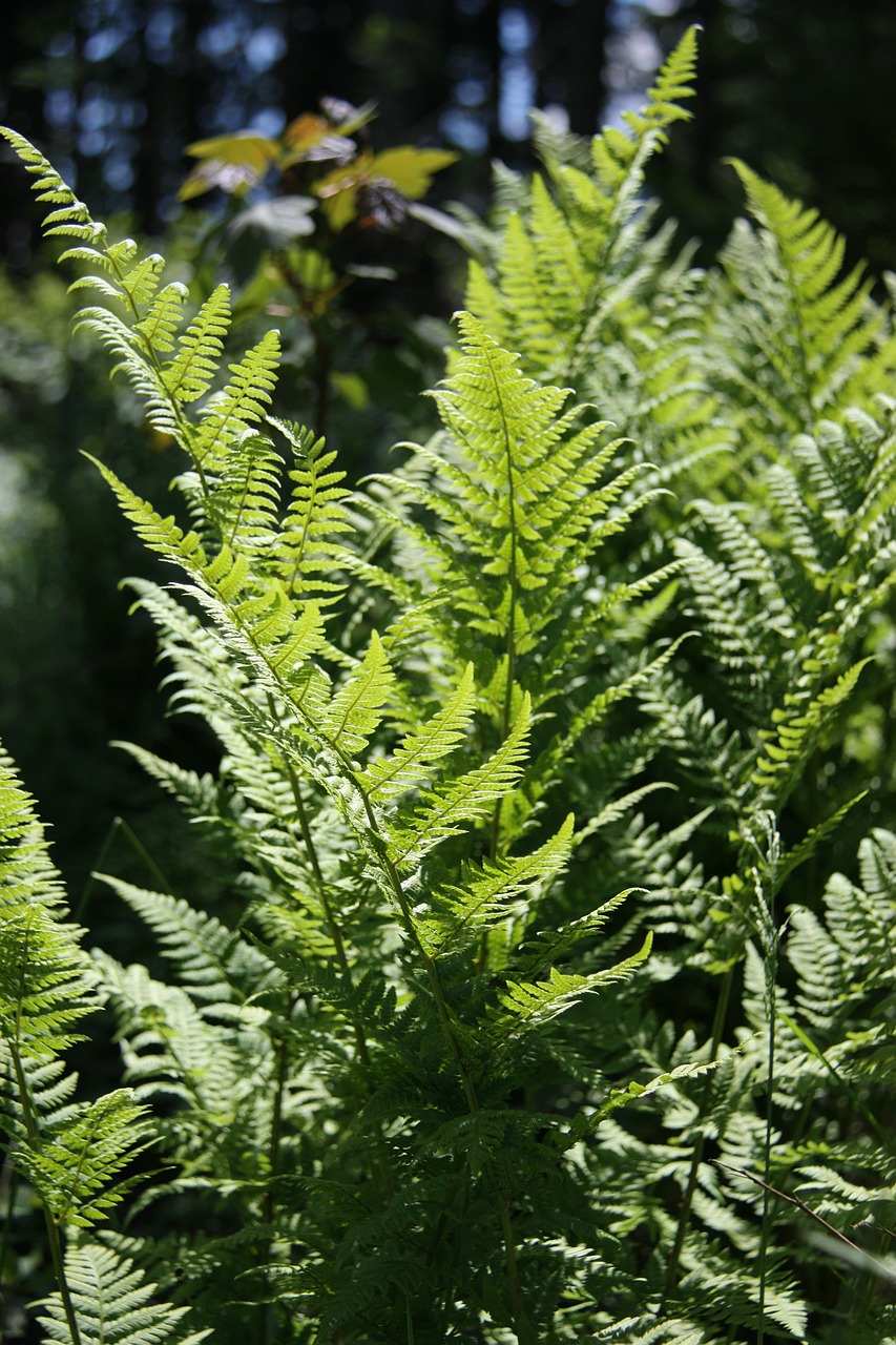 fern nature green free photo