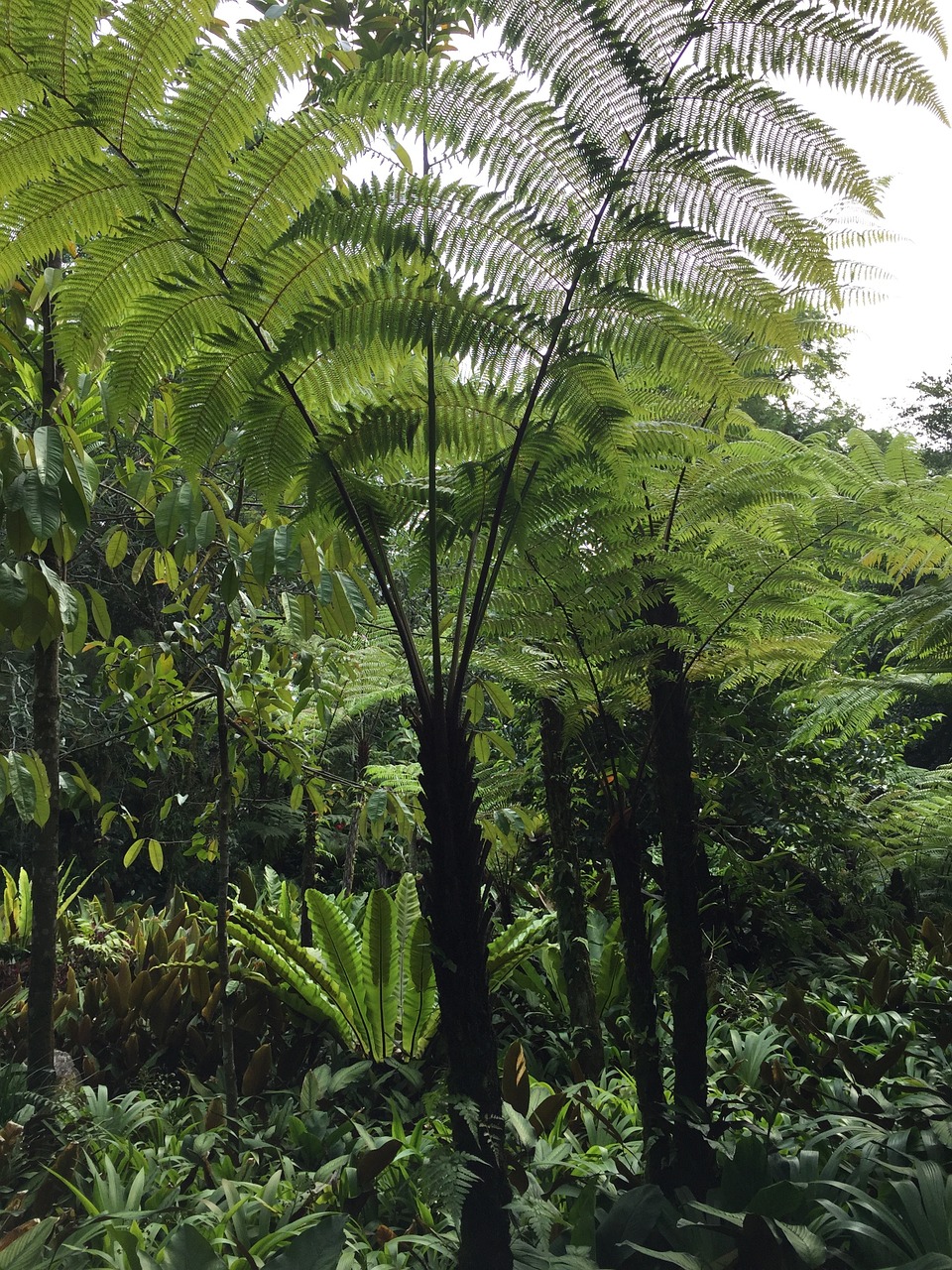fern rainforest lush free photo