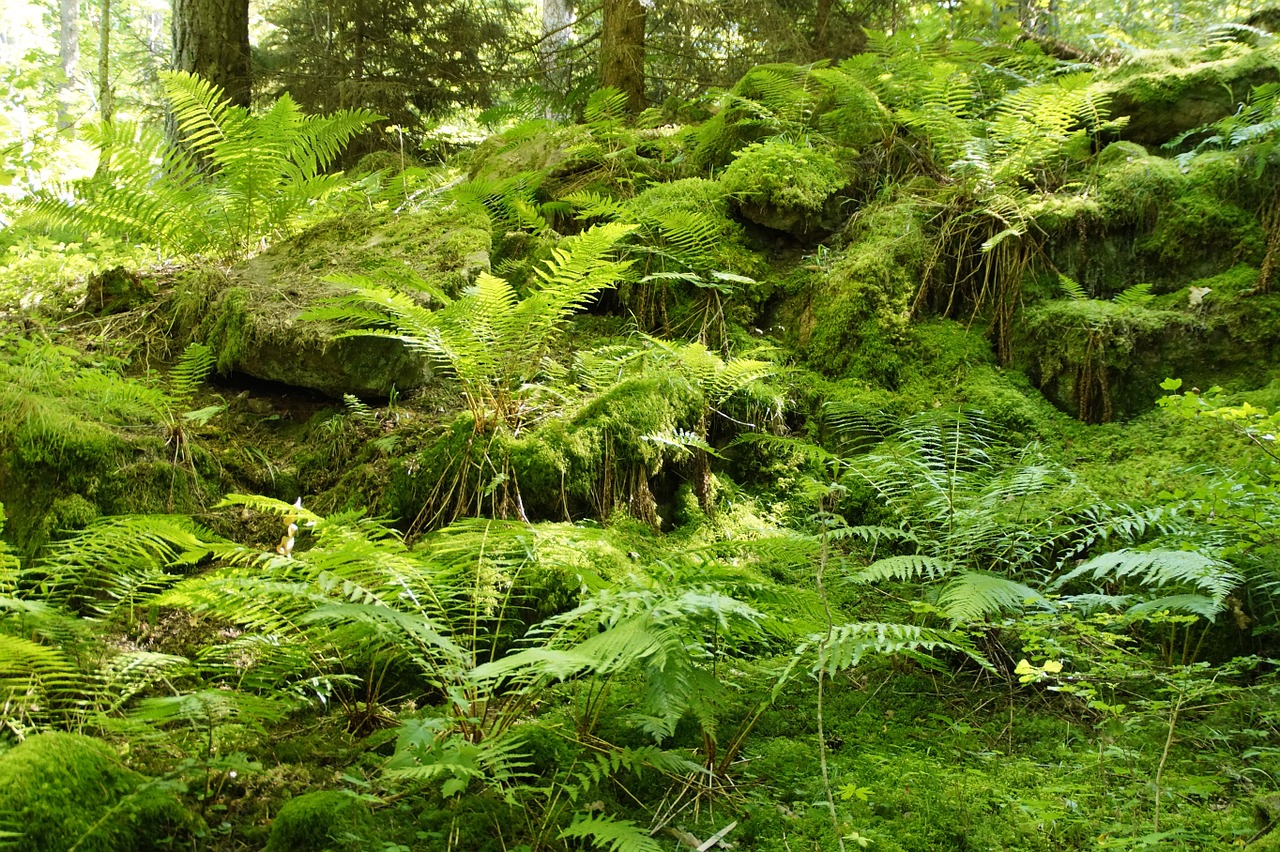 fern green forest free photo