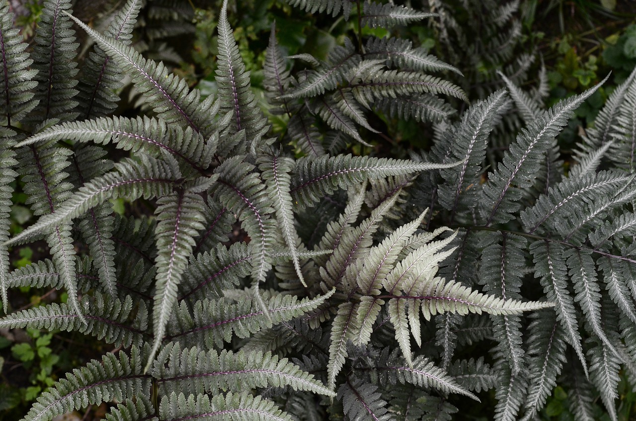 fern leaves plant free photo