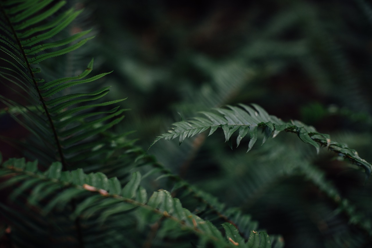 fern plant flora free photo