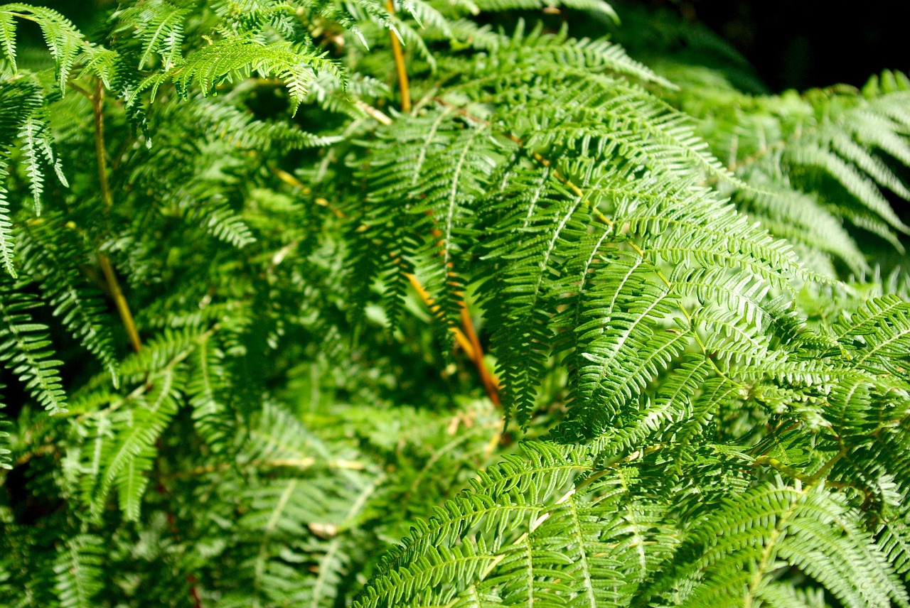 fern plant lush free photo
