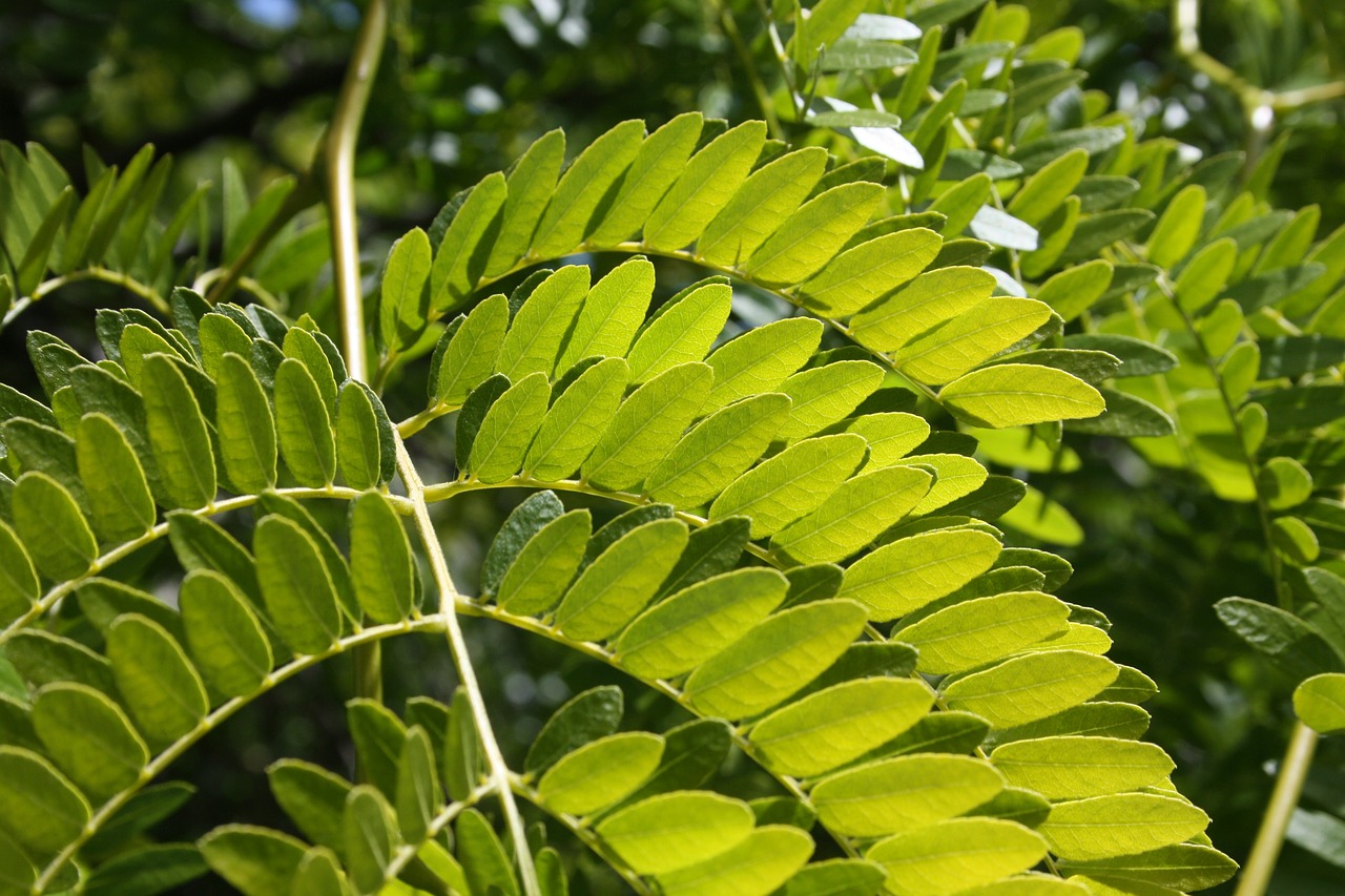 fern green tropical free photo