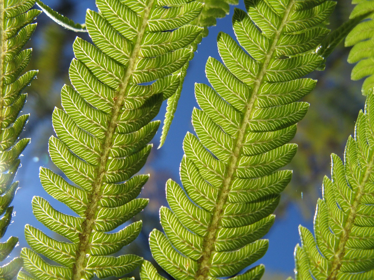 fern green sun free photo