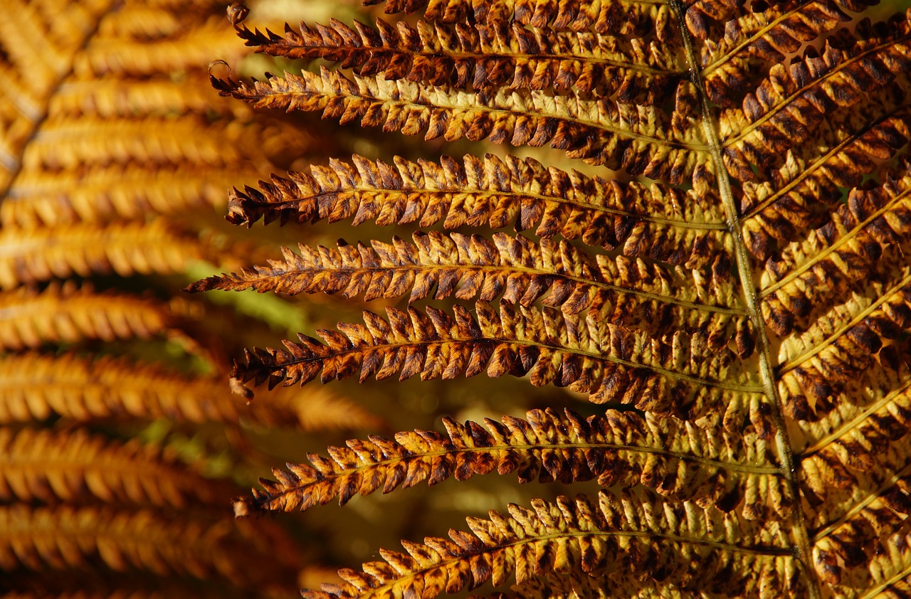 fern autumn brown free photo