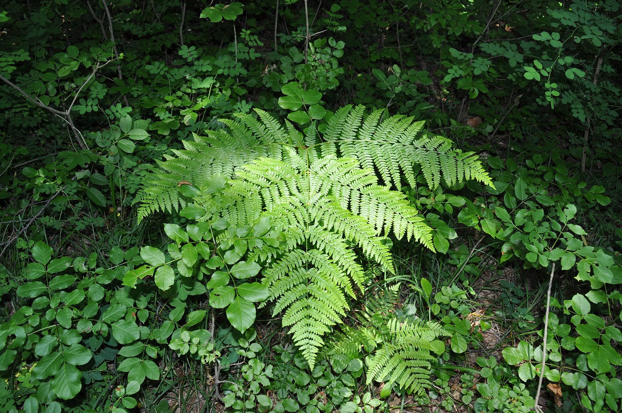 fern forest mountain free photo