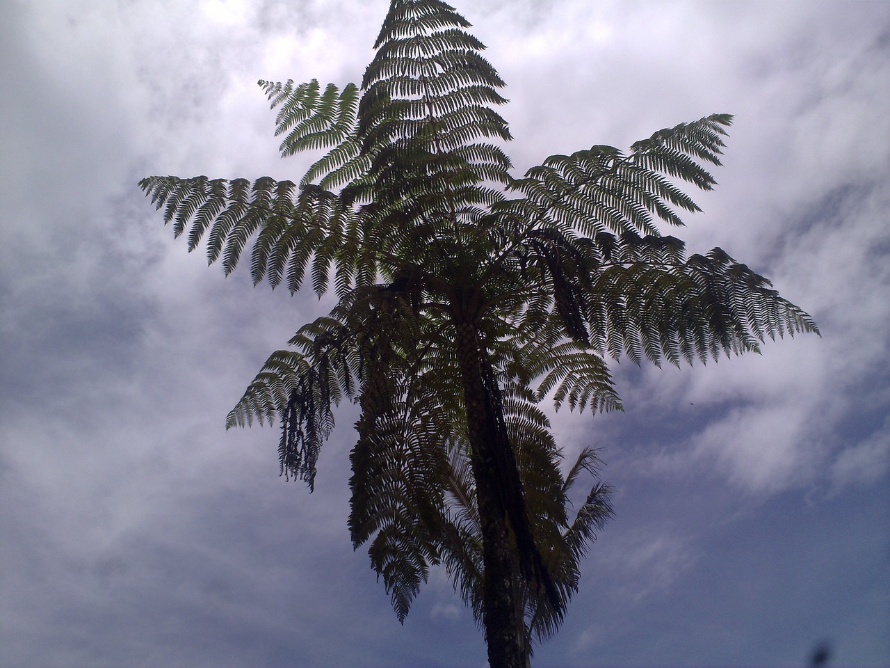 fern firmament sunset free photo