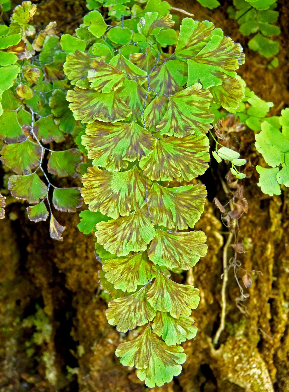 fern plant water free photo