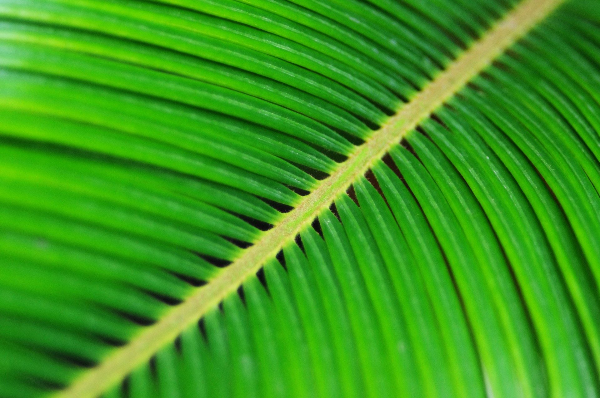 fern abstract green free photo