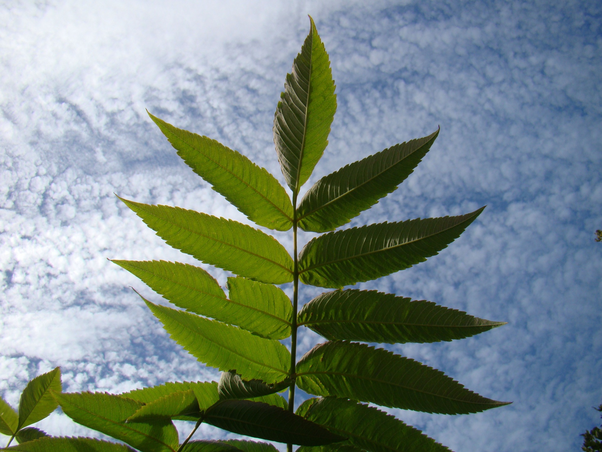fern leaf clouds free photo