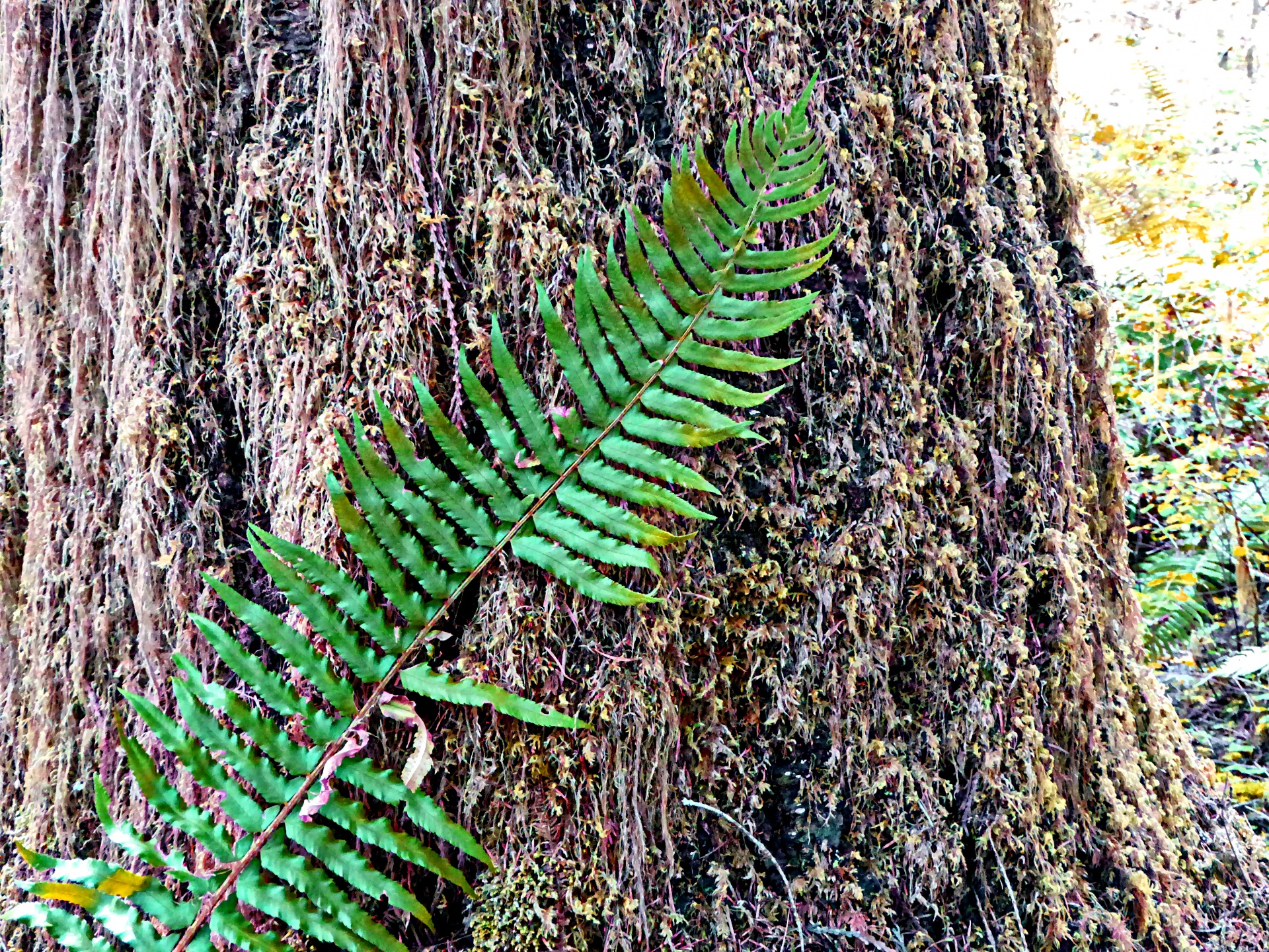 fern tree trunk free photo