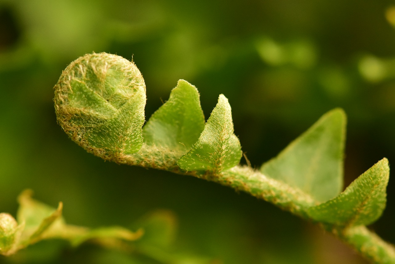 fern bud leaf roll free photo