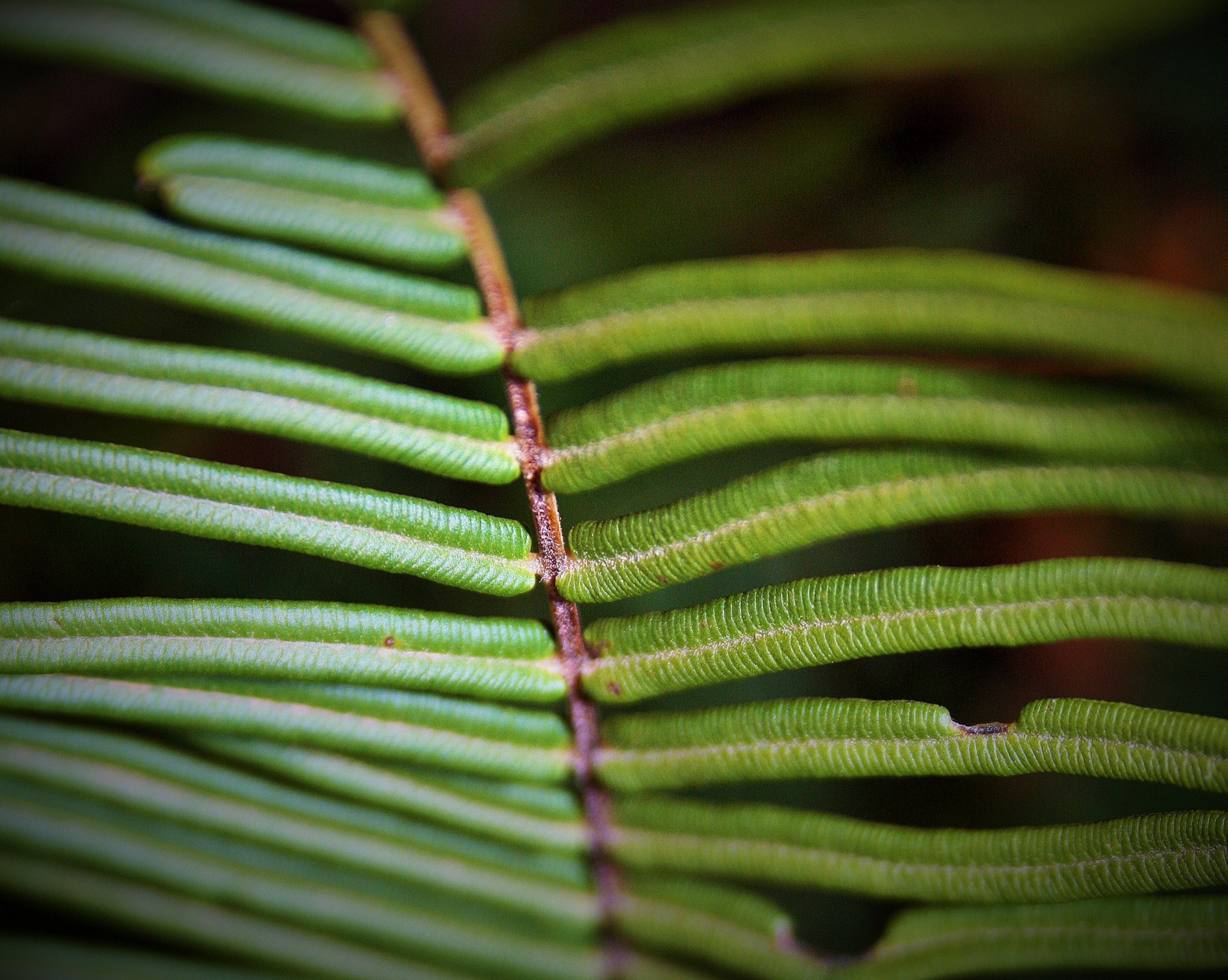 leaf fern green free photo