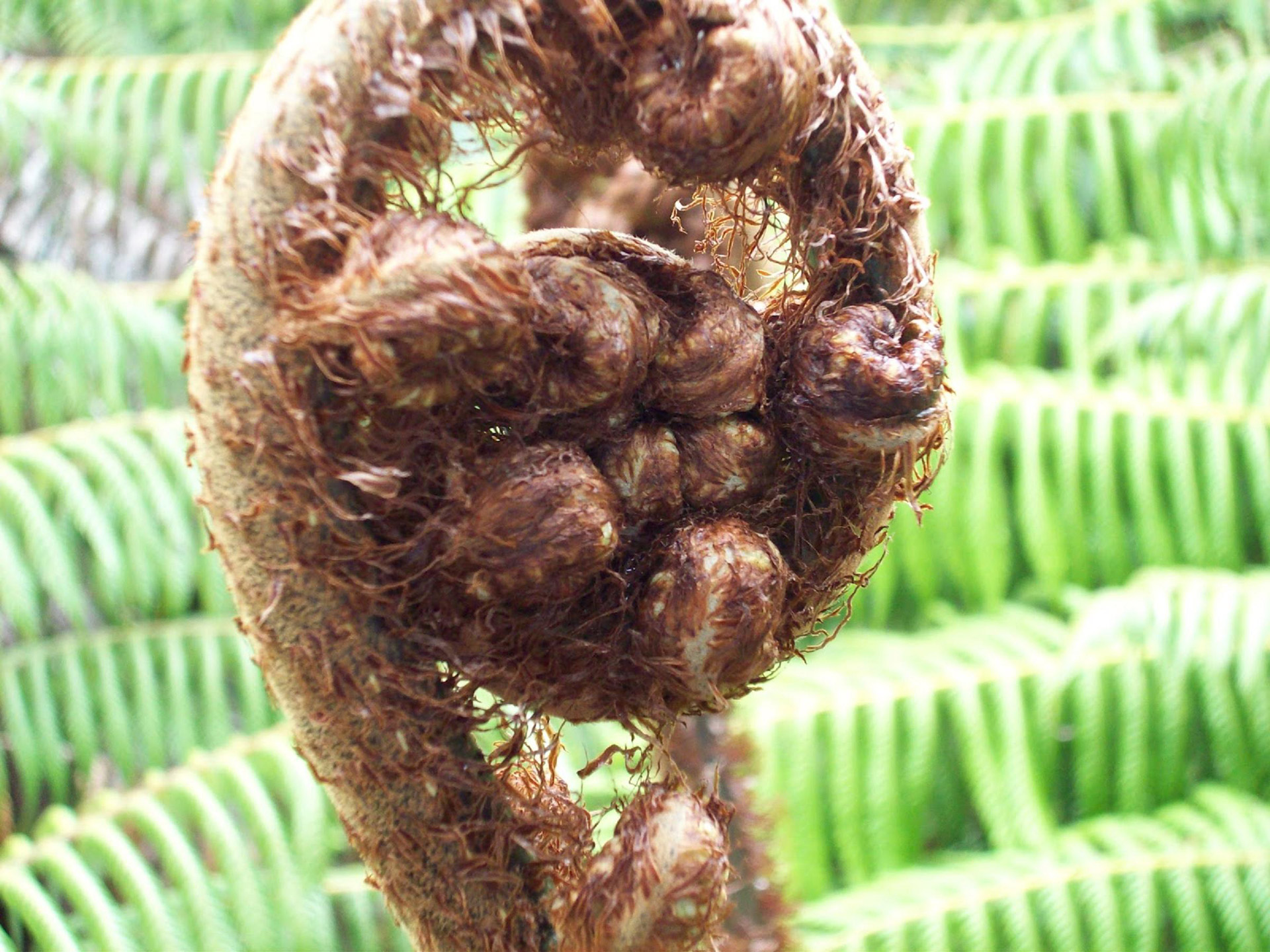 nz fern frond fern fern frond free photo