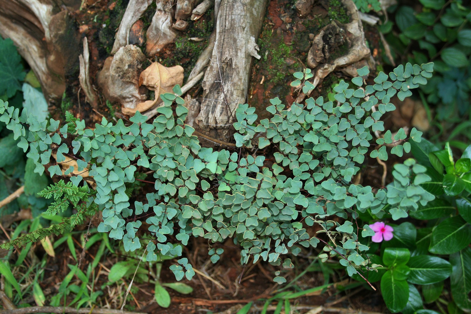 undergrowth fertile moss free photo