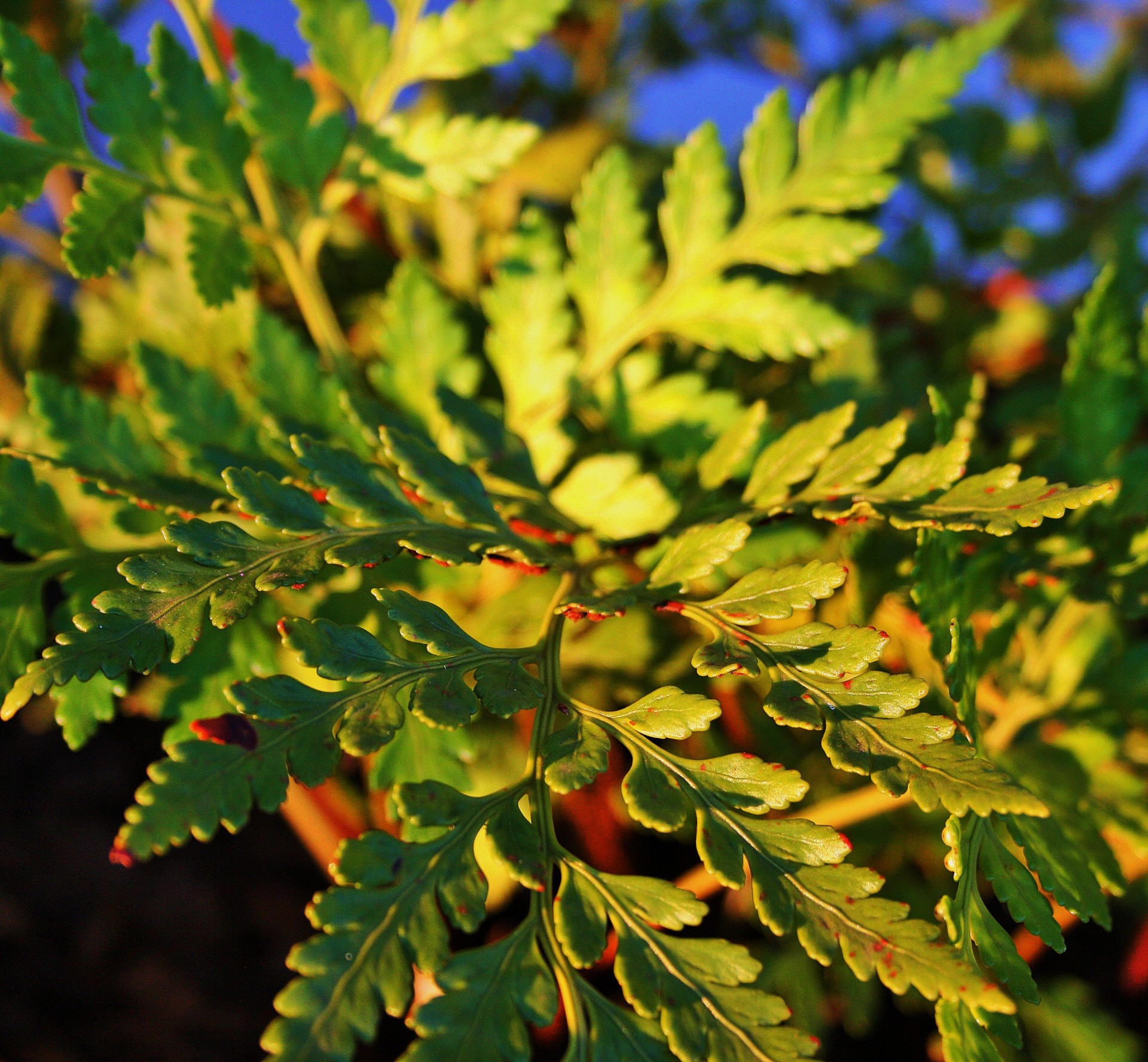 fern green bright free photo