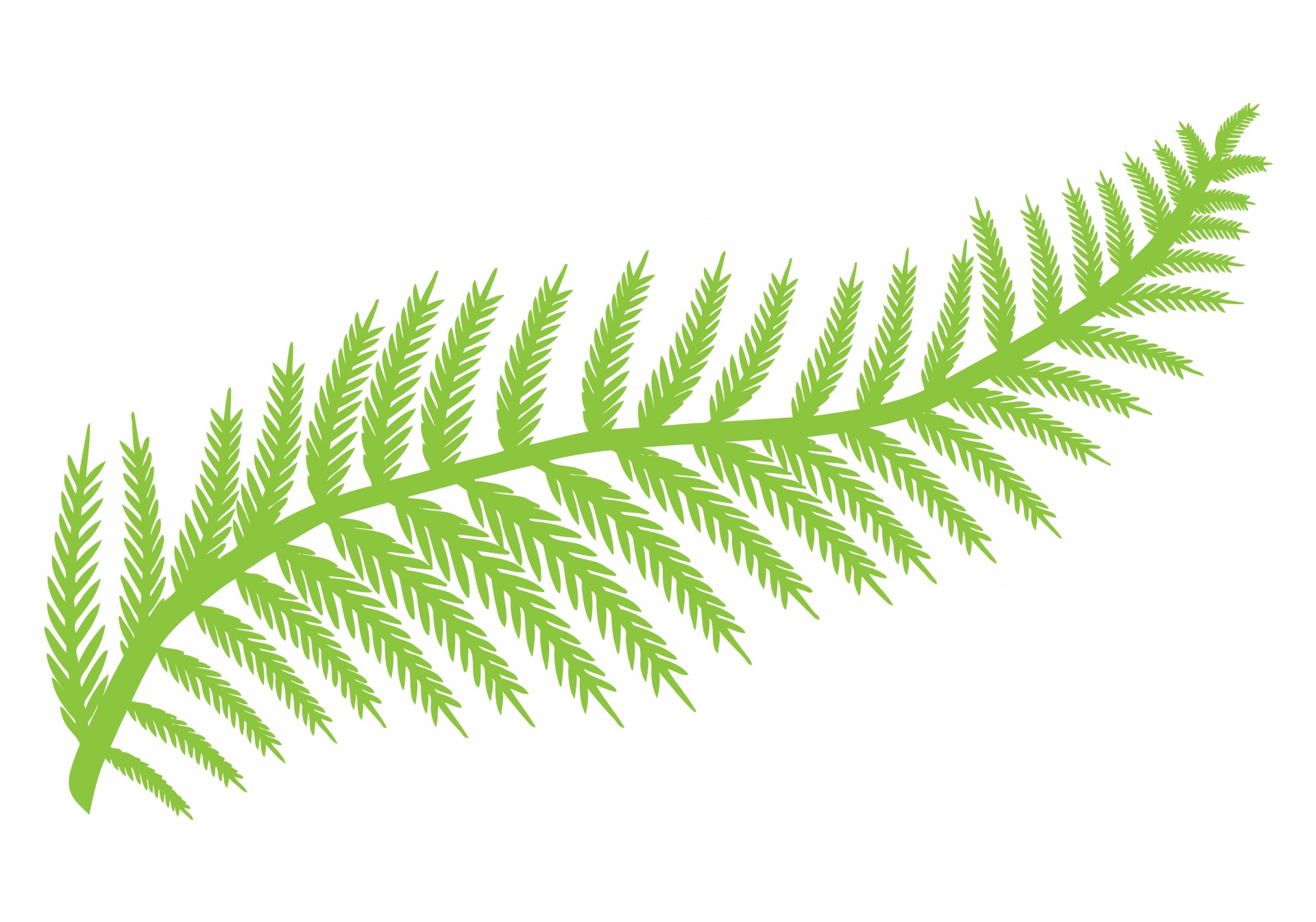 leaf fern fern leaf free photo