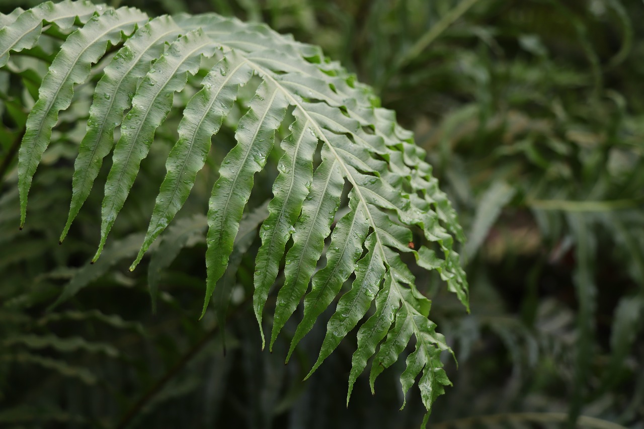 fern leaf  green  leaves free photo