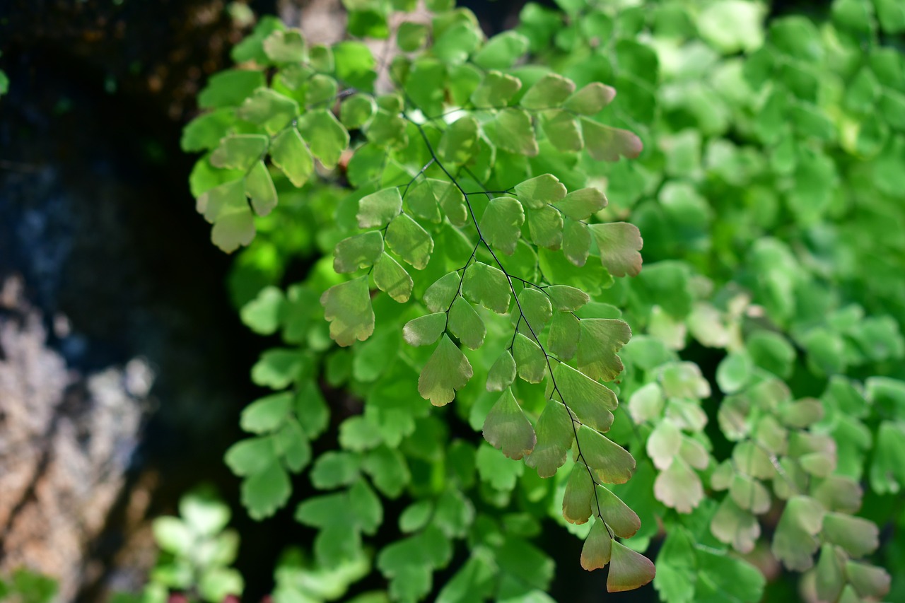 fern leaf  ferns  fronds free photo