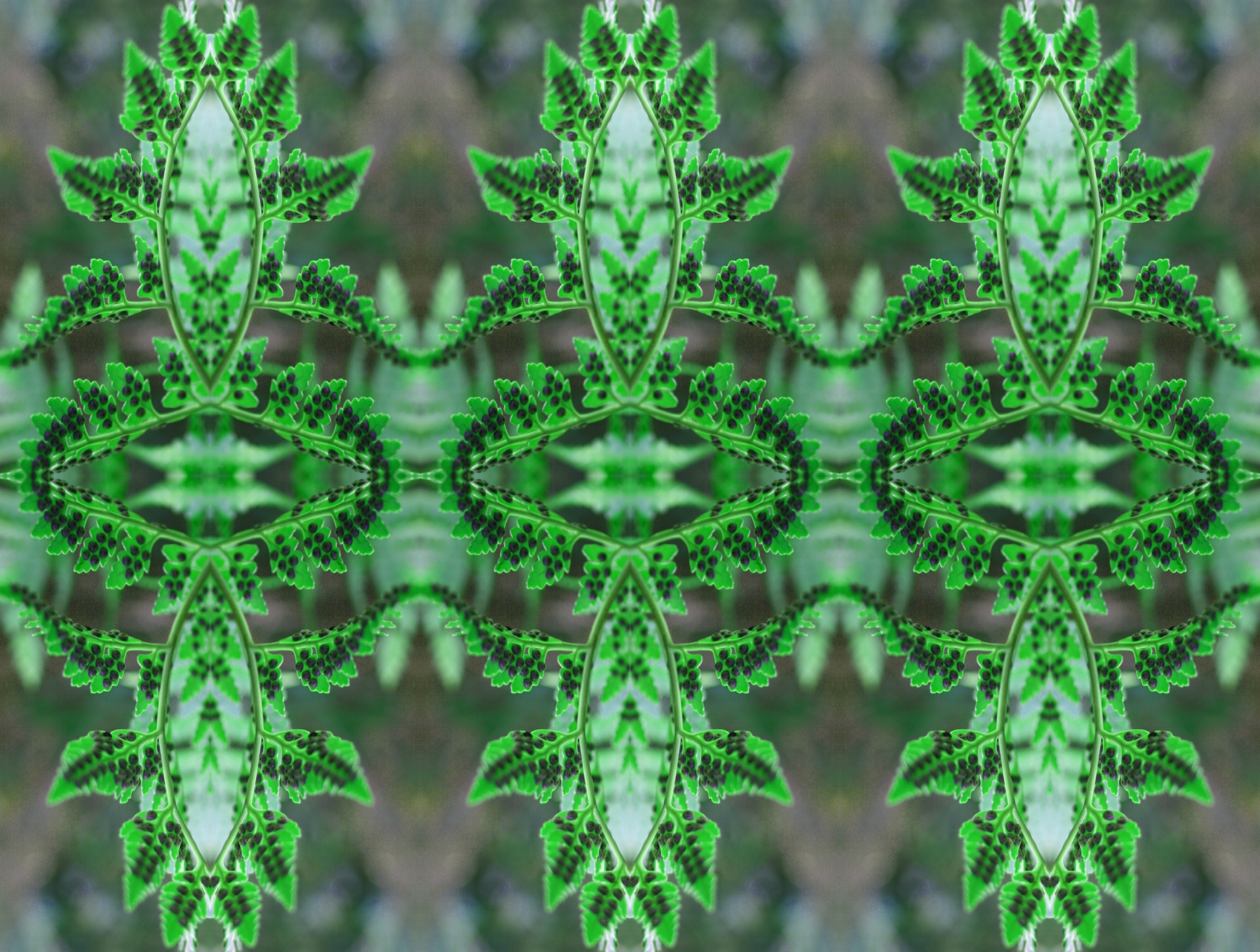 fern green pattern free photo