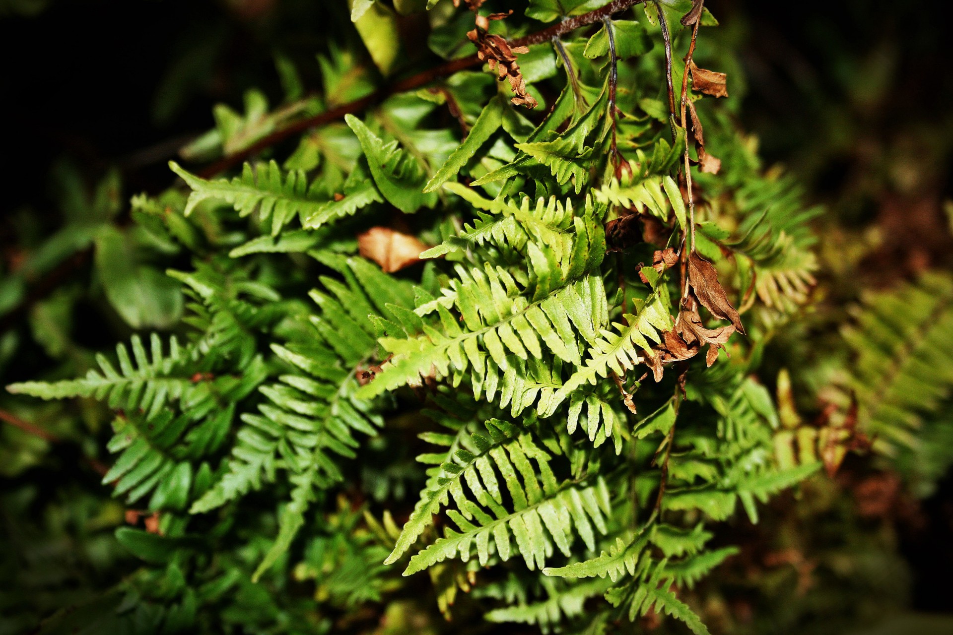 leaves leaflets green free photo