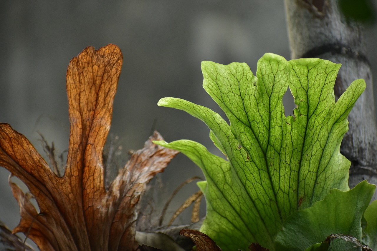 fern leaves dry leaf fresh leaf free photo