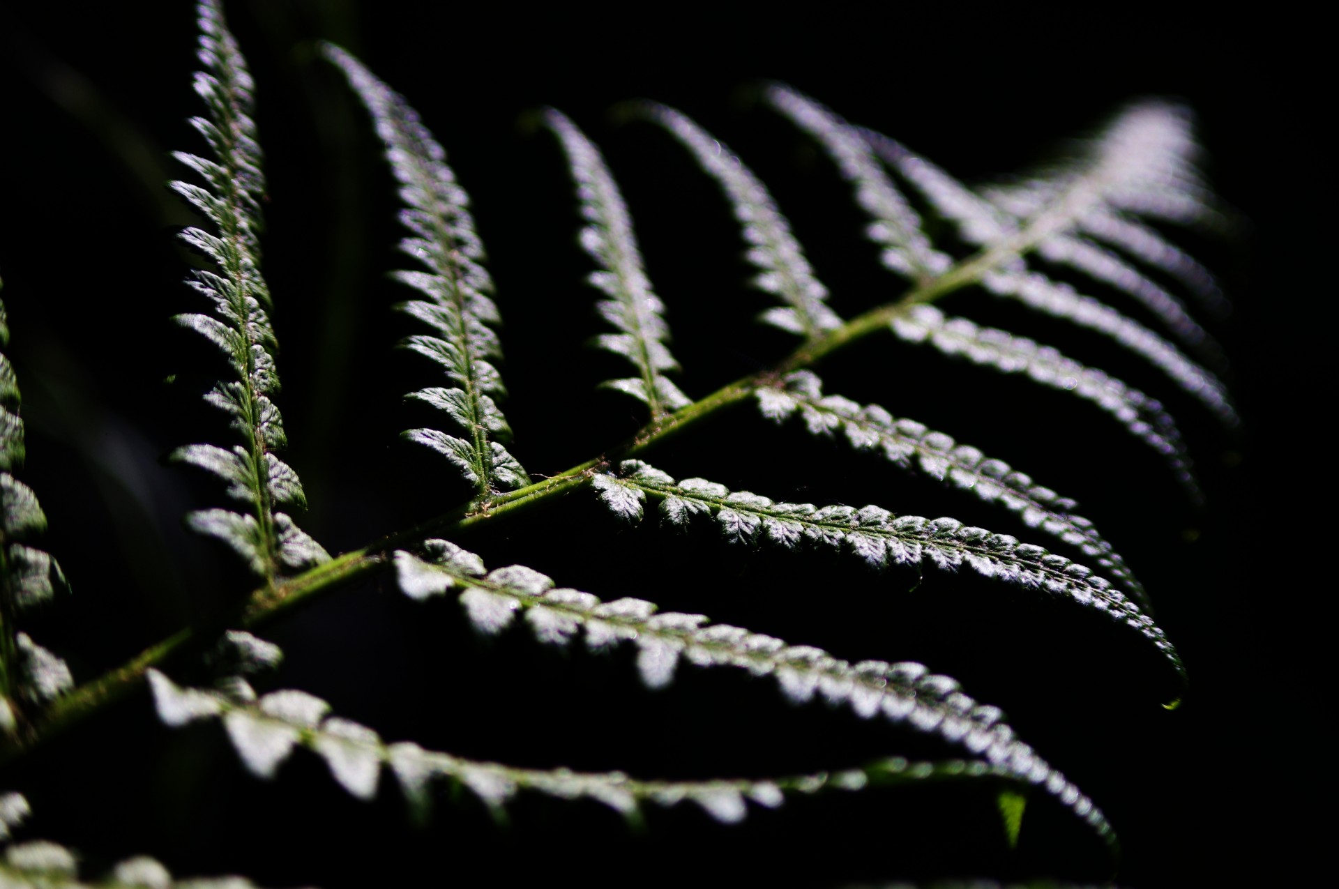 fern plant lines free photo