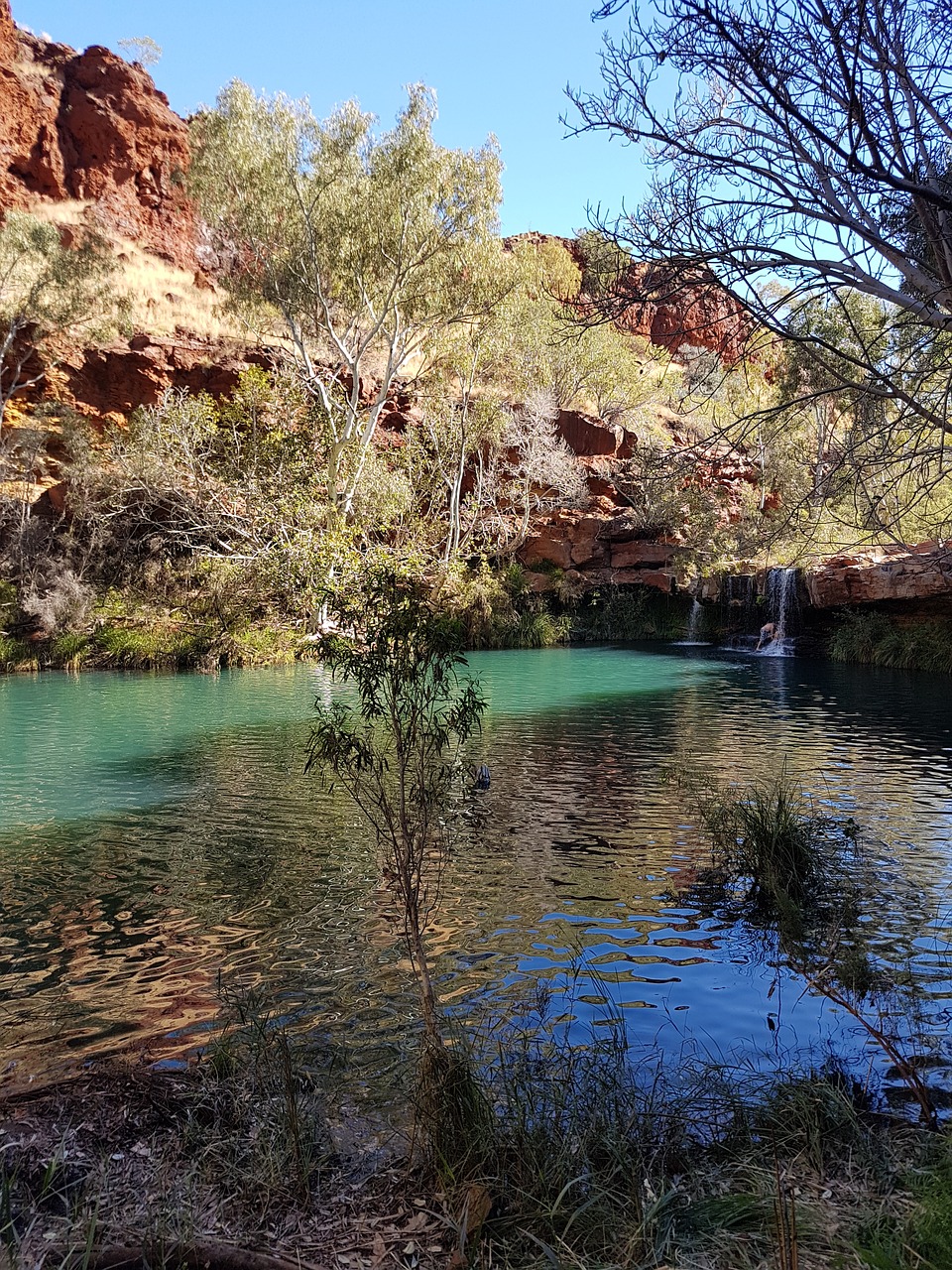 fern pool wa western australia free photo