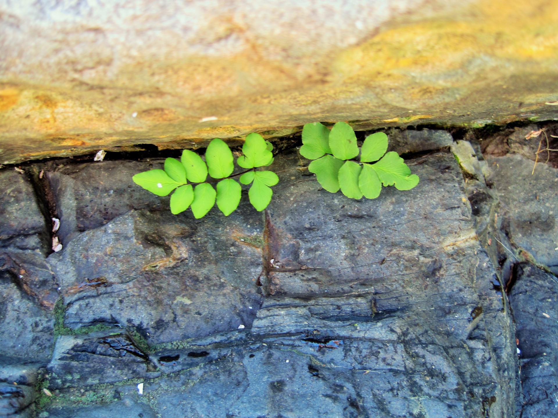 rock crevice fern free photo