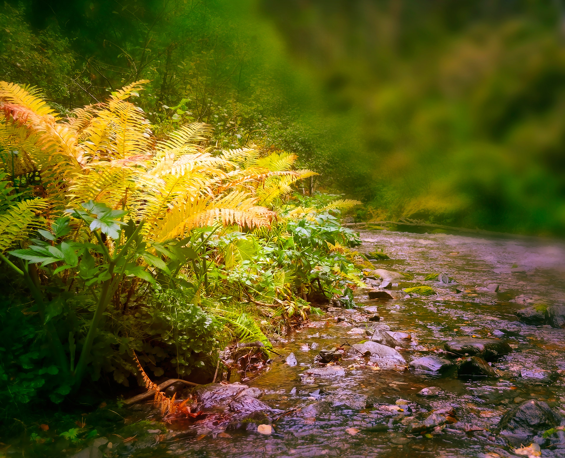 fern plant autumn free photo