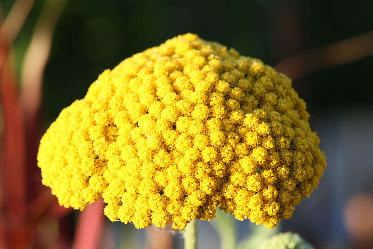 fernleaf flower yellow free photo