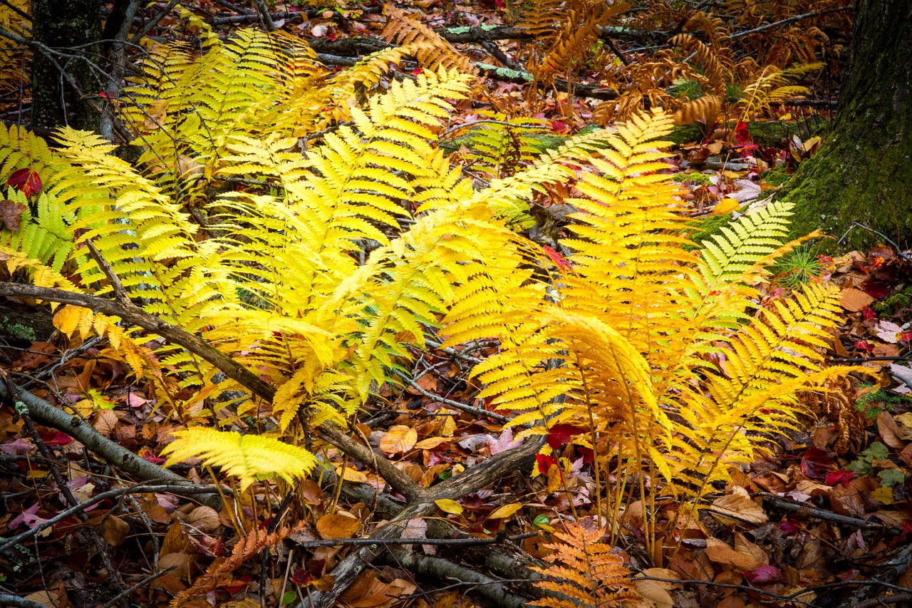 ferns fall forest free photo