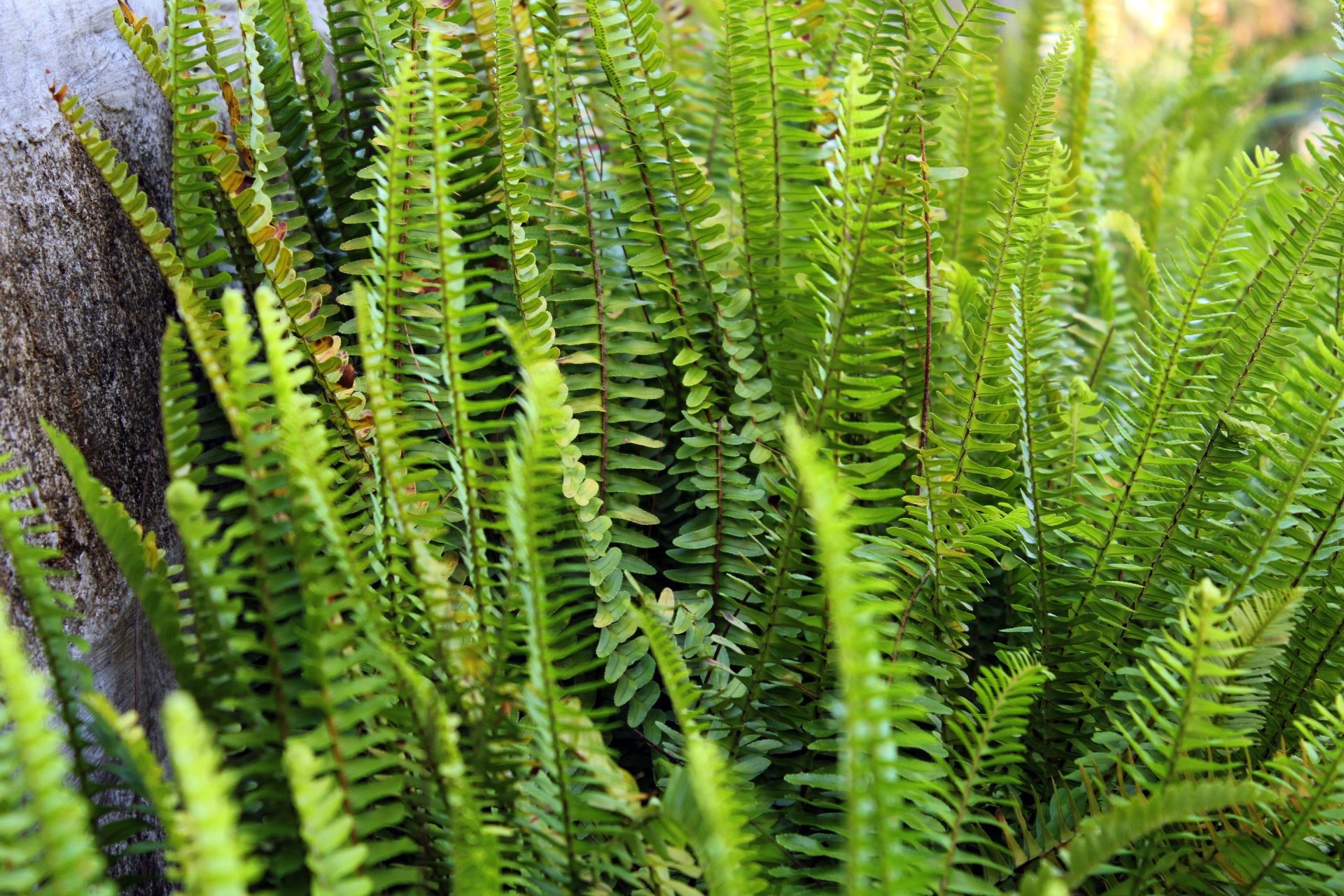 ferns green leaves leaves free photo