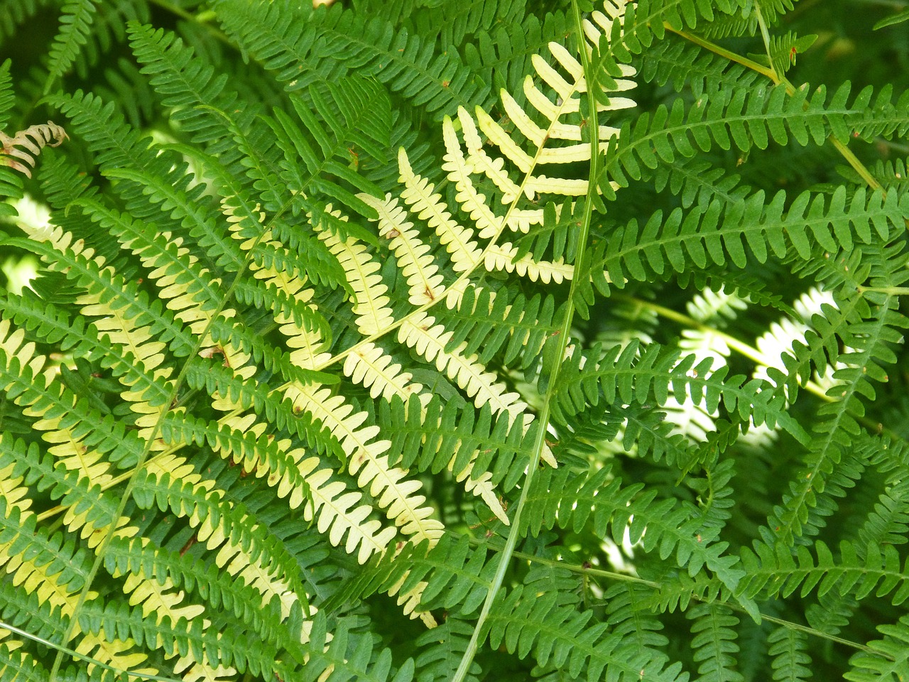 ferns background texture free photo